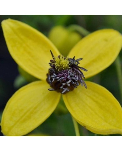 Clématite du Tibet Golden Tiara® 'Kugotia'