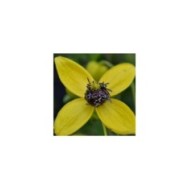 Clématite du Tibet Golden Tiara® 'Kugotia'