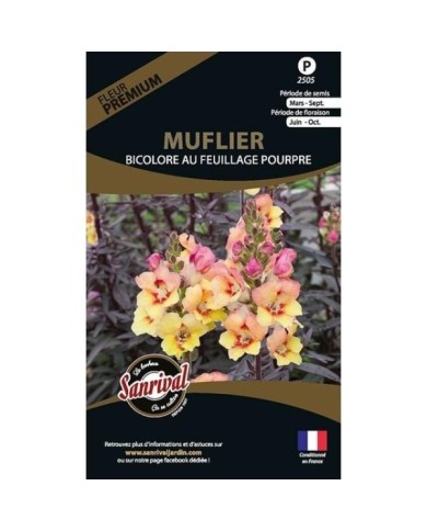 Muflier bicolore au feuillage pourpre (sachet)