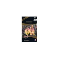 Muflier bicolore au feuillage pourpre (sachet)