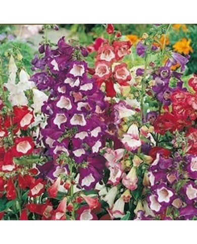 Penstemon hartwegii sensation