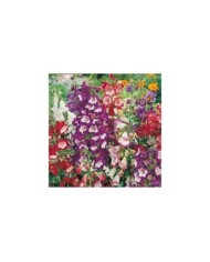 Penstemon hartwegii sensation
