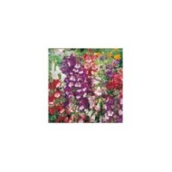 Penstemon hartwegii sensation
