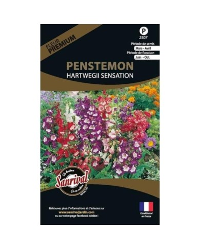 Penstemon hartwegii sensation (sachet)