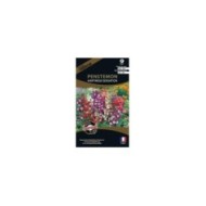Penstemon hartwegii sensation (sachet)
