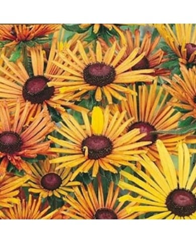 Rudbeckia Hirta chim chiminee