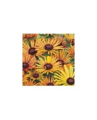 Rudbeckia Hirta chim chiminee