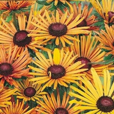 Rudbeckia Hirta chim chiminee
