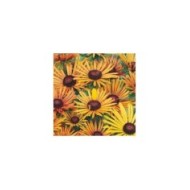 Rudbeckia Hirta chim chiminee