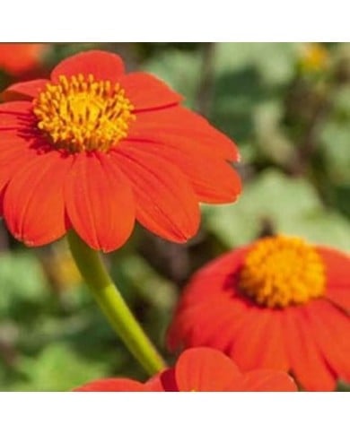 Tithonia Tournesol Mexicain