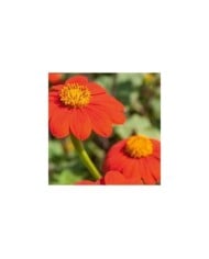 Tithonia Tournesol Mexicain