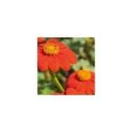 Tithonia Tournesol Mexicain