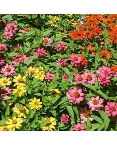 Zinnia Hybride Salsa mix