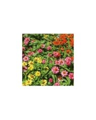 Zinnia Hybride Salsa mix