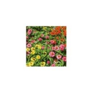 Zinnia Hybride Salsa mix
