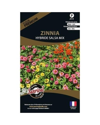 Zinnia Hybride Salsa mix (sachet)