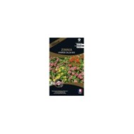Zinnia Hybride Salsa mix (sachet)