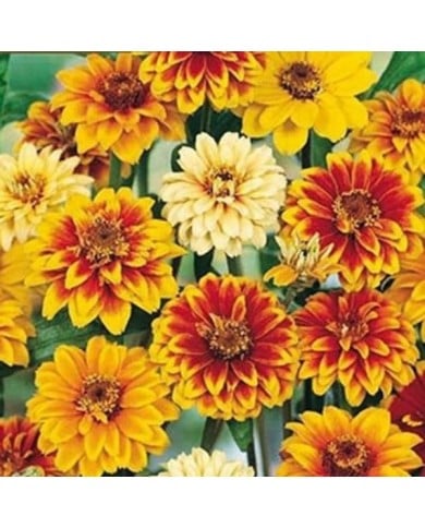 Zinnia Old mexico Persian
