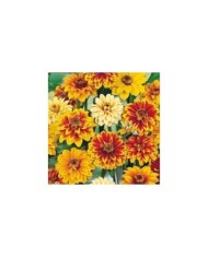 Zinnia Old mexico Persian