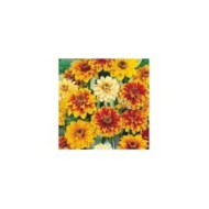 Zinnia Old mexico Persian
