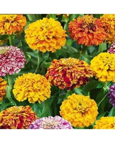 Zinnia Pop Art