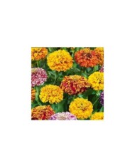 Zinnia Pop Art