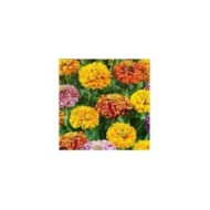 Zinnia Pop Art
