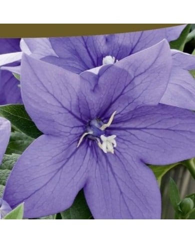 Platycodon fleur ballon bleu