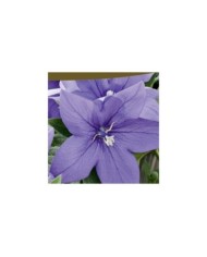 Platycodon fleur ballon bleu