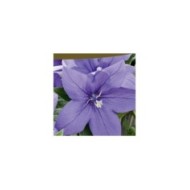 Platycodon fleur ballon bleu