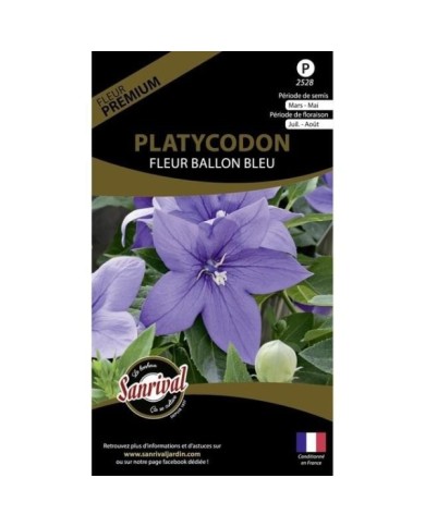 Platycodon fleur ballon bleu (sachet)