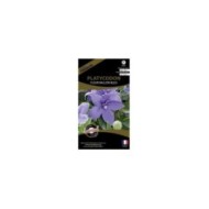 Platycodon fleur ballon bleu (sachet)