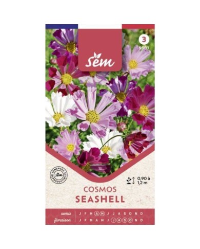 Cosmos Sea Shells