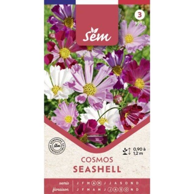 Cosmos Sea Shells