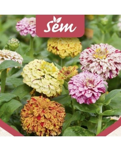 Zinnia Peppermint