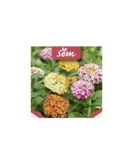Zinnia Peppermint