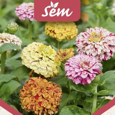 Zinnia Peppermint
