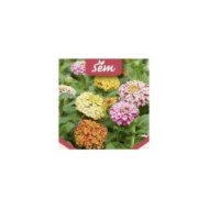 Zinnia Peppermint