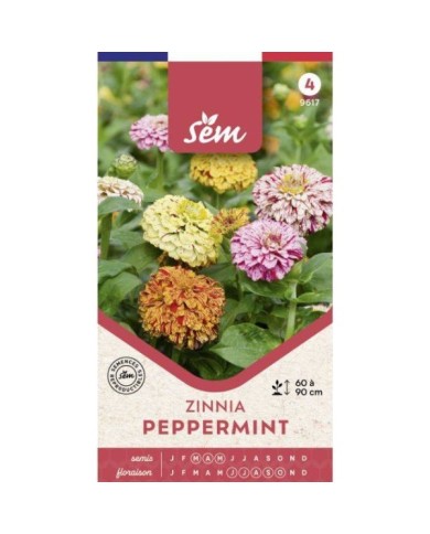 Zinnia Peppermint