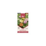 Zinnia Peppermint