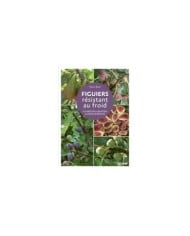 Figuiers résistant au froid (D.R. / Ulmer)