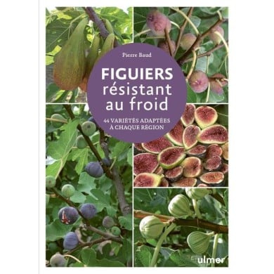 Figuiers résistant au froid (D.R. / Ulmer)
