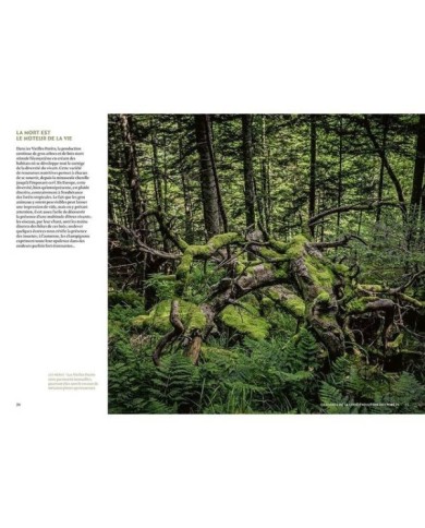 Mystérieuses vieilles forêts : p.24/25 (D.R. / Ulmer)