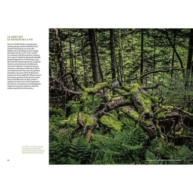 Mystérieuses vieilles forêts : p.24/25 (D.R. / Ulmer)
