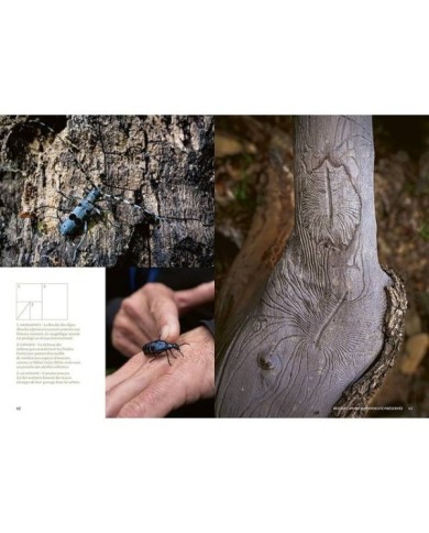 Mystérieuses vieilles forêts : p.62/63 (D.R. / Ulmer)
