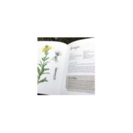 Herbes folles au jardin de Gilles Clément (X.G. / Gerbeaud.com)