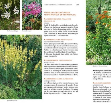 Toutes les plantes supportant la sécheresse (zoom page intérieure) (D.R. / Ulmer)