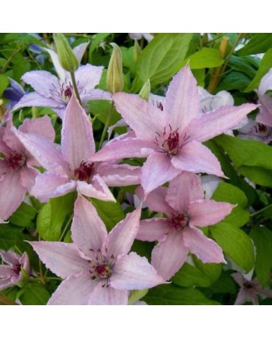 Clématite Hagley Hybrid