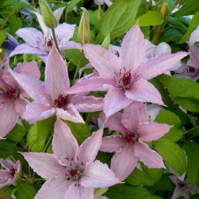 Clématite Hagley Hybrid