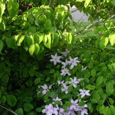 Clématite Hagley Hybrid
